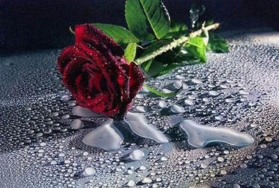 une rose